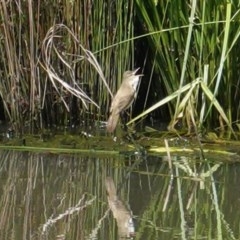 Acrocephalus australis at Monash, ACT - 30 Oct 2020