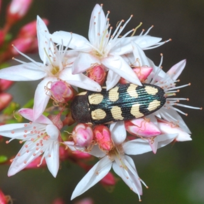Castiarina decemmaculata (Ten-spot Jewel Beetle) at Tennent, ACT - 29 Oct 2020 by Harrisi