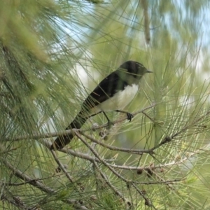 Rhipidura leucophrys at Monash, ACT - 30 Oct 2020