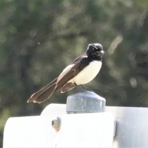 Rhipidura leucophrys at Monash, ACT - 30 Oct 2020 12:37 PM