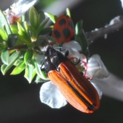 Castiarina erythroptera (Lycid Mimic Jewel Beetle) at O'Connor, ACT - 30 Oct 2020 by Harrisi