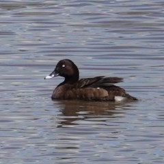 Aythya australis (Hardhead) at Isabella Pond - 30 Oct 2020 by JackyF