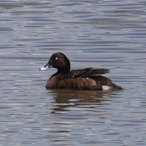 Aythya australis at Monash, ACT - 30 Oct 2020 11:45 AM