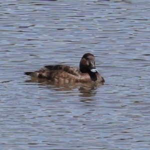 Aythya australis at Monash, ACT - 30 Oct 2020 11:45 AM