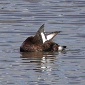 Aythya australis at Monash, ACT - 30 Oct 2020 11:45 AM