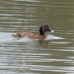 Aythya australis (Hardhead) at Upper Stranger Pond - 30 Oct 2020 by JackyF