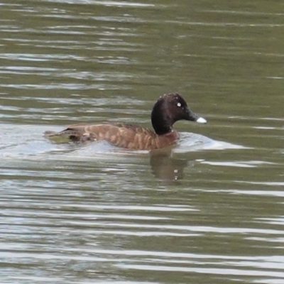 Aythya australis (Hardhead) at Isabella Plains, ACT - 30 Oct 2020 by JackyF