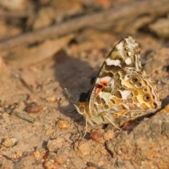 Vanessa kershawi (Australian Painted Lady) at Oakey Hill - 22 Oct 2020 by Helberth
