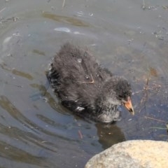 Fulica atra (Eurasian Coot) at Upper Stranger Pond - 30 Oct 2020 by JackyF