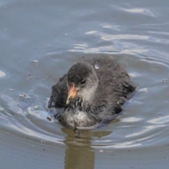 Fulica atra at Isabella Plains, ACT - 30 Oct 2020