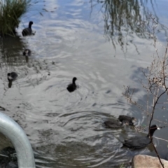 Fulica atra at Isabella Plains, ACT - 30 Oct 2020