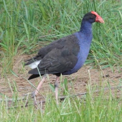 Porphyrio melanotus (Australasian Swamphen) at Isabella Plains, ACT - 30 Oct 2020 by JackyF