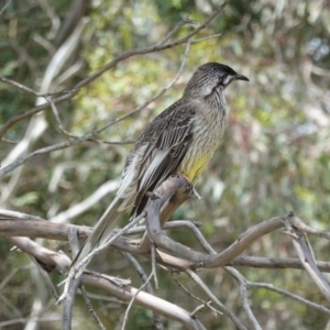 Anthochaera carunculata at Monash, ACT - 30 Oct 2020 12:28 PM