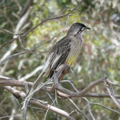 Anthochaera carunculata (Red Wattlebird) at Isabella Pond - 30 Oct 2020 by JackyF