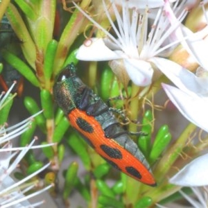 Castiarina octomaculata at Downer, ACT - 30 Oct 2020