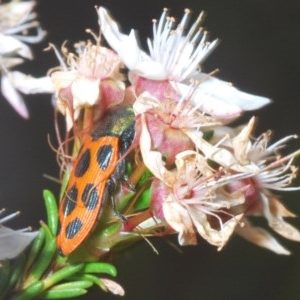 Castiarina octomaculata at Downer, ACT - 30 Oct 2020