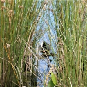 Fulica atra at Monash, ACT - 30 Oct 2020