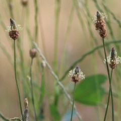 Plantago lanceolata (Ribwort Plantain, Lamb's Tongues) at Jack Perry Reserve - 30 Oct 2020 by Kyliegw