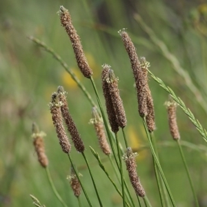 Plantago lanceolata at Wodonga - 31 Oct 2020 09:45 AM