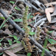 Crassula sieberiana (Austral Stonecrop) at Dryandra St Woodland - 29 Oct 2020 by ConBoekel
