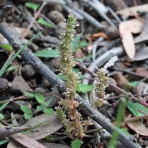 Crassula sieberiana at O'Connor, ACT - 30 Oct 2020 09:55 AM