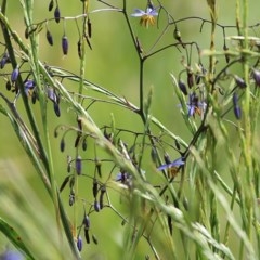 Dianella revoluta var. revoluta (Black-Anther Flax Lily) at Jack Perry Reserve - 30 Oct 2020 by Kyliegw