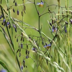 Dianella revoluta var. revoluta (Black-Anther Flax Lily) at Wodonga, VIC - 30 Oct 2020 by Kyliegw