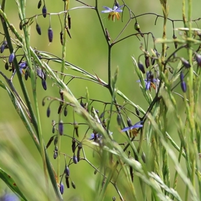 Dianella revoluta var. revoluta (Black-Anther Flax Lily) at Wodonga - 30 Oct 2020 by Kyliegw