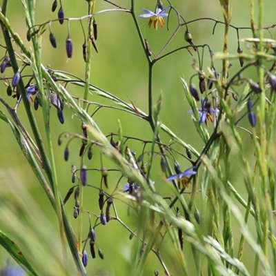 Dianella revoluta var. revoluta (Black-Anther Flax Lily) at Jack Perry Reserve - 30 Oct 2020 by Kyliegw