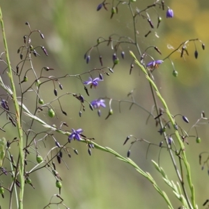 Dianella revoluta var. revoluta at Wodonga, VIC - 31 Oct 2020