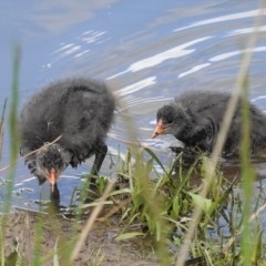 Fulica atra (Eurasian Coot) at Monash, ACT - 30 Oct 2020 by JackyF