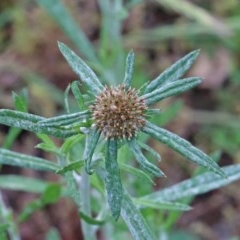 Euchiton involucratus (Star Cudweed) at Dryandra St Woodland - 29 Oct 2020 by ConBoekel