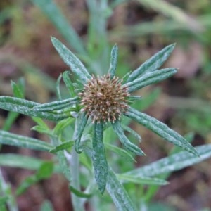 Euchiton involucratus at O'Connor, ACT - 30 Oct 2020