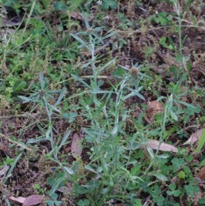 Euchiton involucratus at O'Connor, ACT - 30 Oct 2020