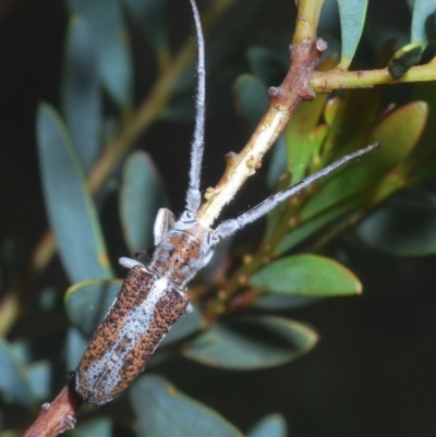 Rhytiphora lateralis (Silver-side longhorn beetle) at Black Mountain - 30 Oct 2020 by Harrisi
