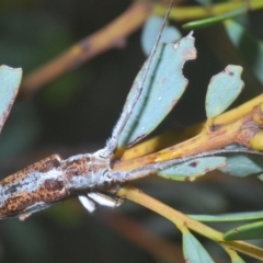 Rhytiphora lateralis at O'Connor, ACT - 30 Oct 2020