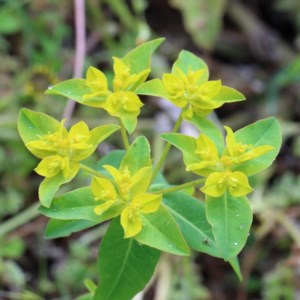 Euphorbia oblongata at O'Connor, ACT - 30 Oct 2020