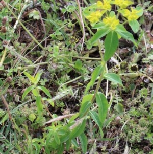 Euphorbia oblongata at O'Connor, ACT - 30 Oct 2020