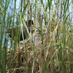 Gallinula tenebrosa (Dusky Moorhen) at Tuggeranong Creek to Monash Grassland - 30 Oct 2020 by JackyF