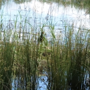 Gallinula tenebrosa at Monash, ACT - 30 Oct 2020