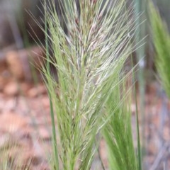 Austrostipa densiflora (Foxtail Speargrass) at O'Connor, ACT - 29 Oct 2020 by ConBoekel