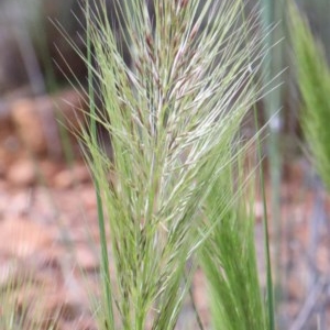 Austrostipa densiflora at O'Connor, ACT - 30 Oct 2020