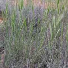 Austrostipa densiflora at O'Connor, ACT - 30 Oct 2020