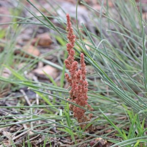 Crassula sieberiana at O'Connor, ACT - 30 Oct 2020 09:18 AM