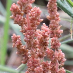 Crassula sieberiana at O'Connor, ACT - 30 Oct 2020 09:18 AM