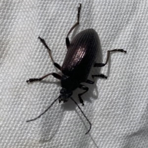 Homotrysis sp. (genus) at Black Range, NSW - 31 Oct 2020