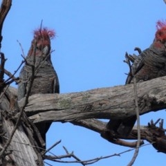 Callocephalon fimbriatum (Gang-gang Cockatoo) at GG229 - 29 Oct 2020 by JackyF