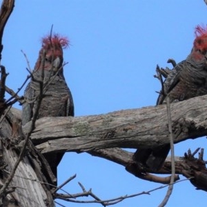 Callocephalon fimbriatum at Hughes, ACT - 29 Oct 2020