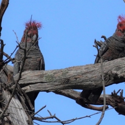 Callocephalon fimbriatum (Gang-gang Cockatoo) at Red Hill to Yarralumla Creek - 29 Oct 2020 by JackyF