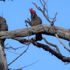 Callocephalon fimbriatum at Hughes, ACT - 29 Oct 2020